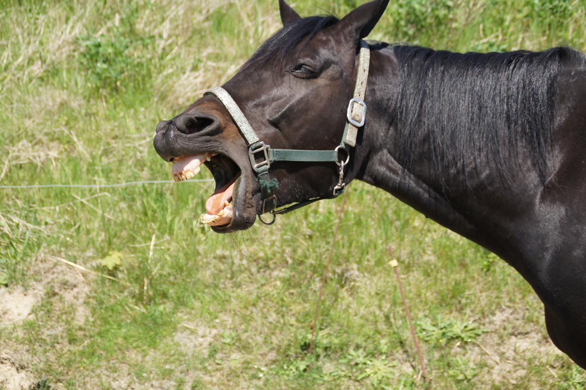 Traver King Of Glory billede 10