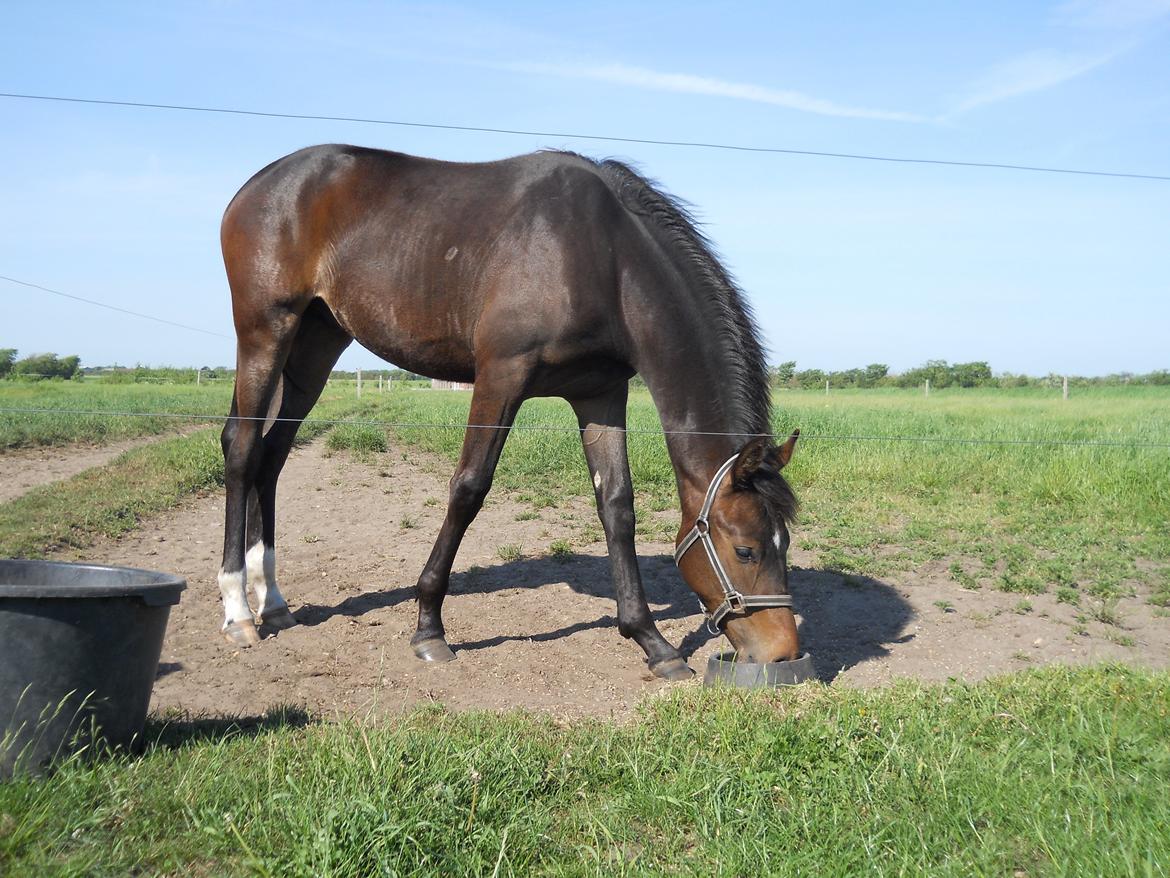 Dansk Varmblod Kashmir z billede 18