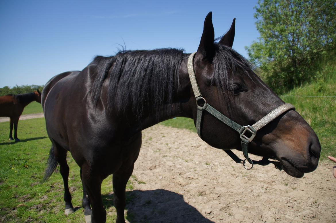 Traver King Of Glory billede 11