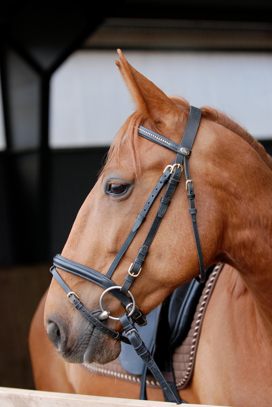 Traver sødte - 2010. Foto. Thomas billede 6