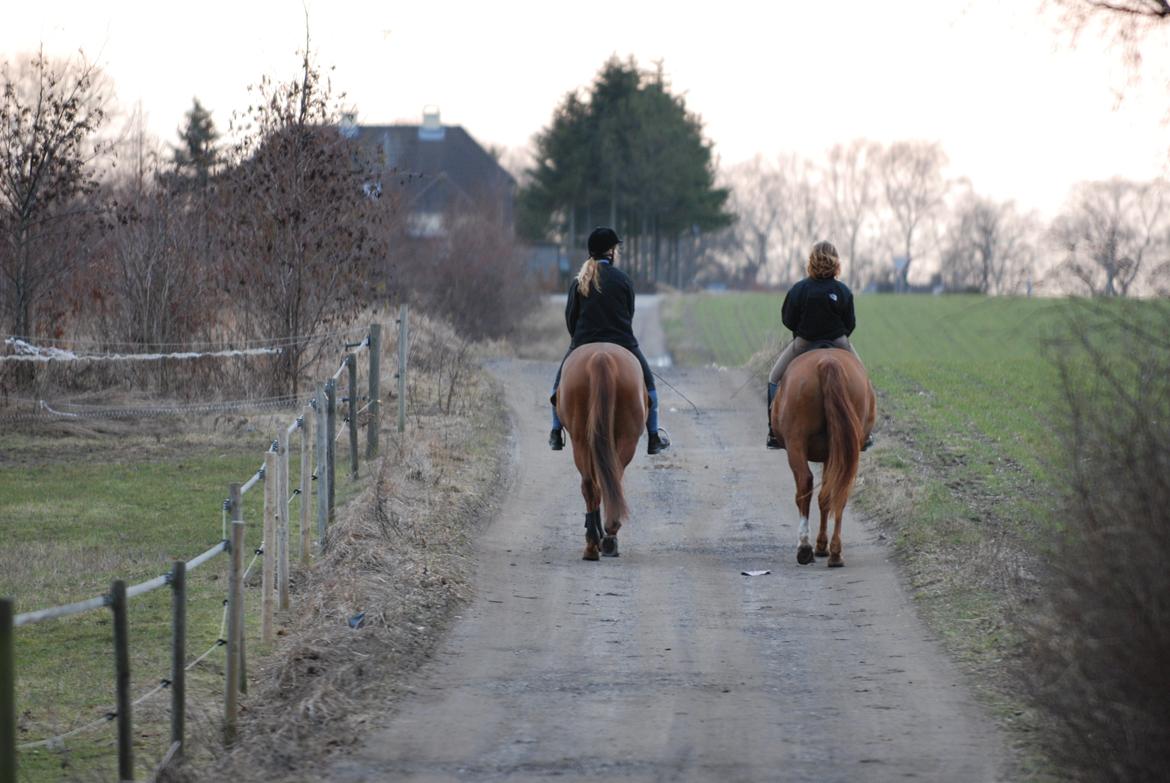 Traver sødte - 21010. Foto. Thomas billede 8