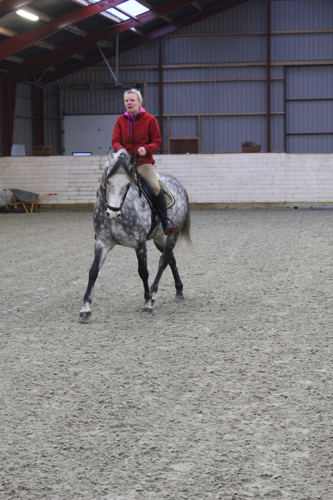 Arabisk fuldblod (OX) Milton billede 8