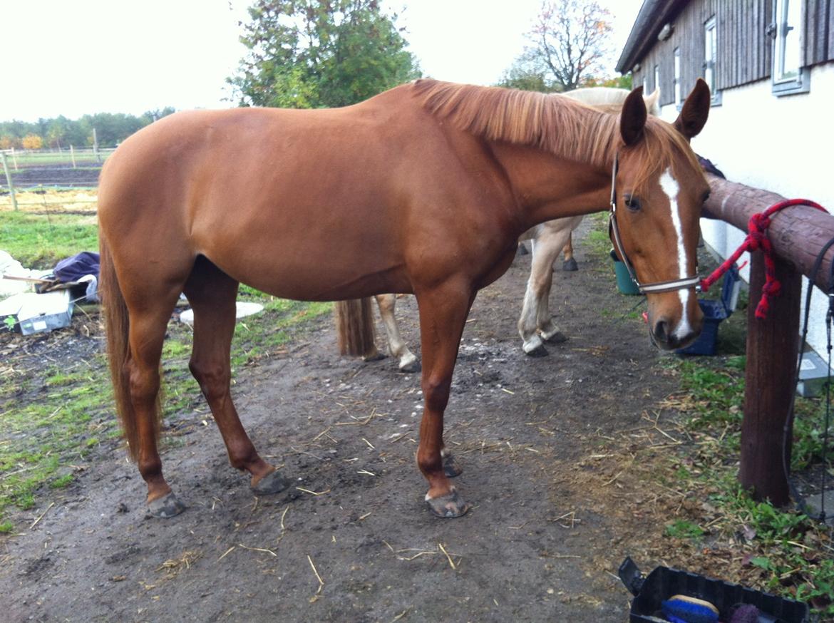 Traver sødte - sommer 2012. Foto: mig billede 3