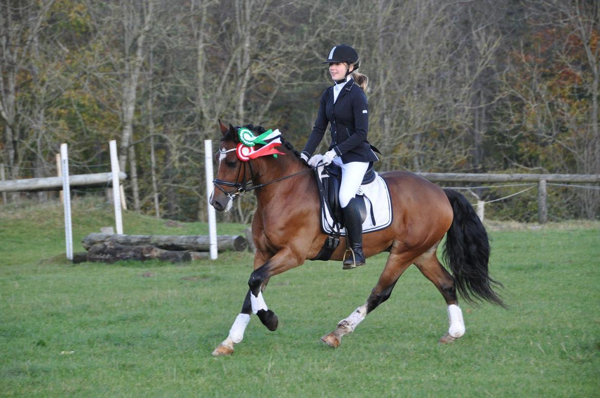 Welsh Cob (sec D) Lindbergs Milton *B-pony* - Sønderskov 2012 <3 billede 14