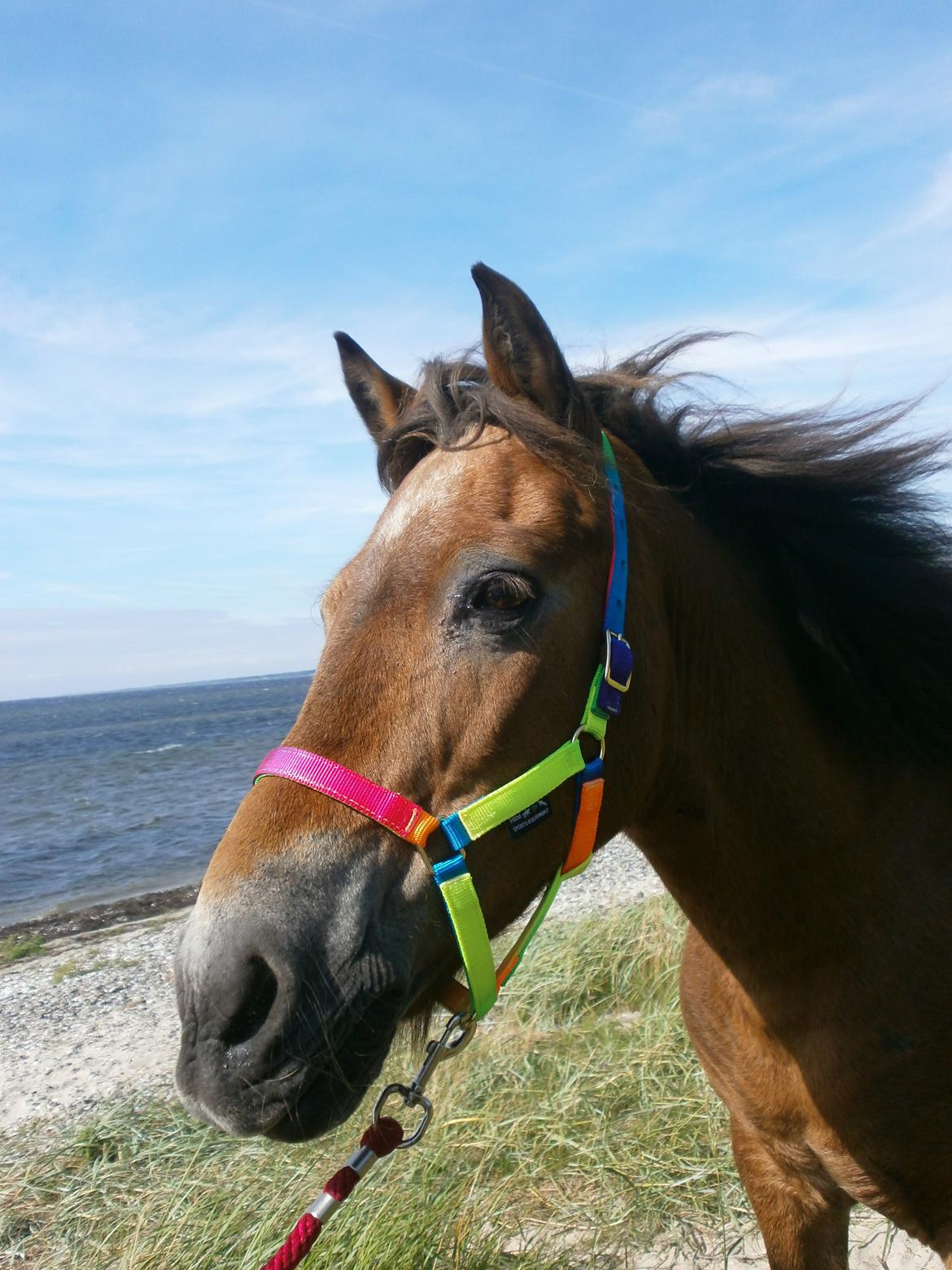 Exmoor Rasmine - Velkommen til Rasmines profil<3 En dag på stranden - Juli 2012 billede 2