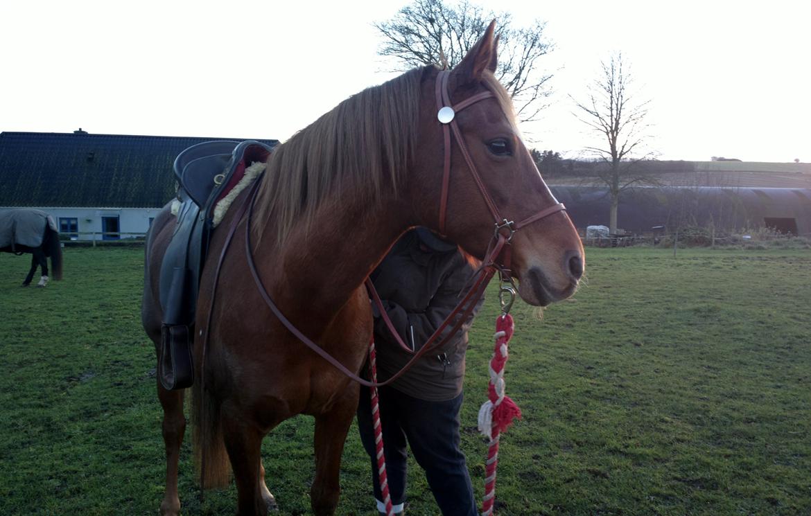 Palomino Chanel - Prinsessen får lige efter spændt gjorde så er vi helt klar til tur :) 15-11-2012 billede 17