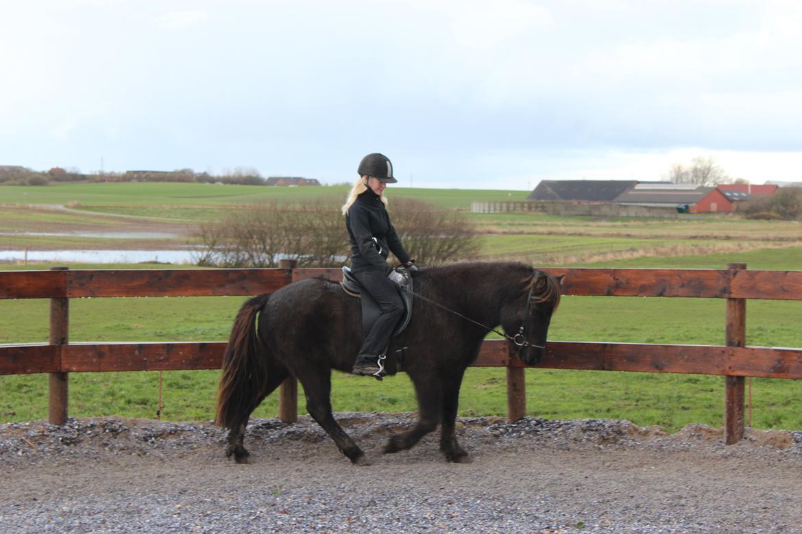 Islænder Baldur fra Hedehuset billede 5