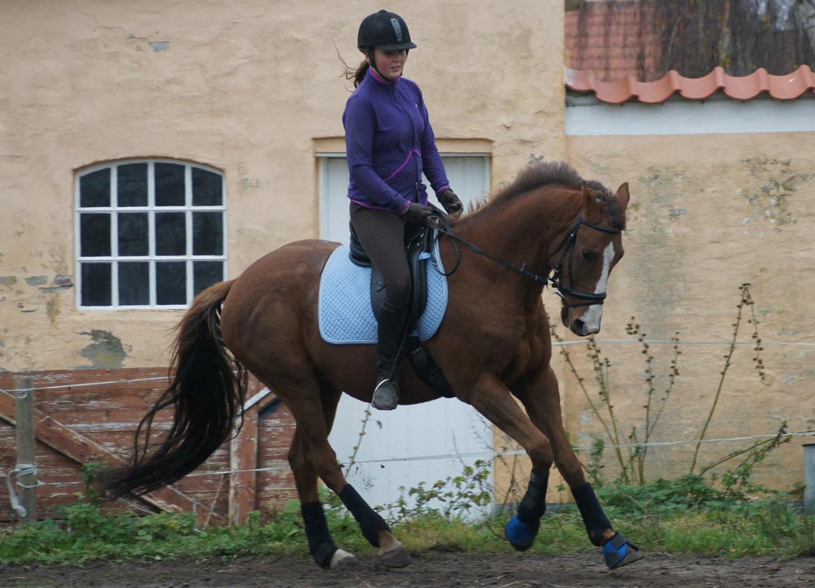 Dansk Varmblod De Janeiro Skovløber - gallop Foto: Marie Louise billede 13