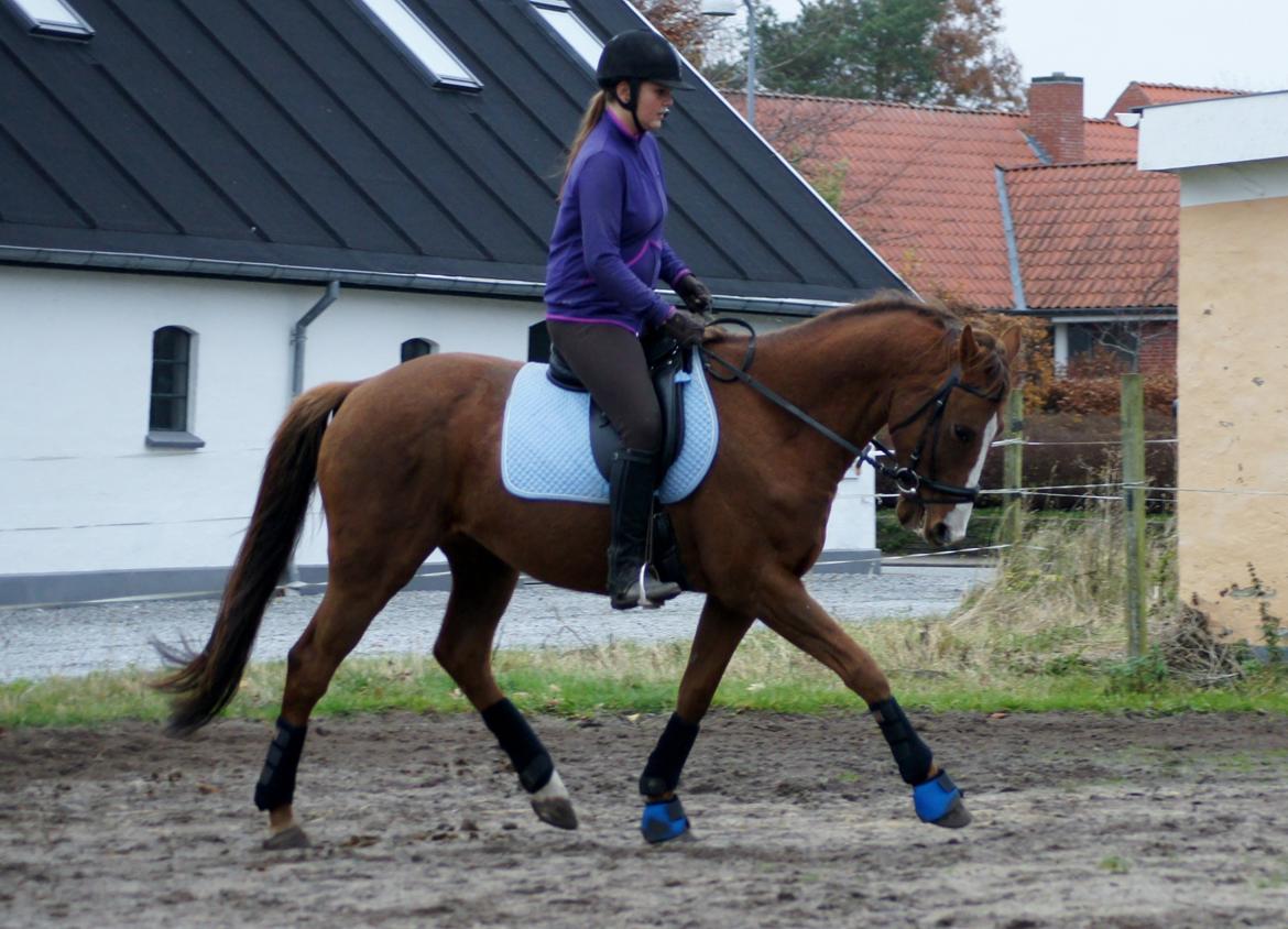 Dansk Varmblod De Janeiro Skovløber - Foto: Marie Louise billede 14