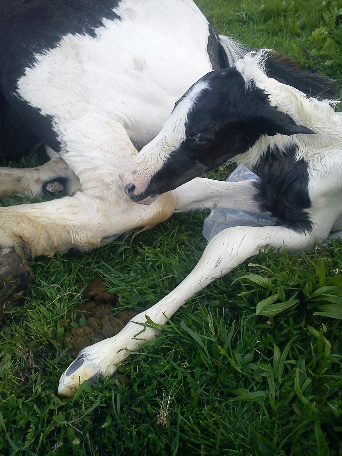 Irish Cob Crossbreed Silas - Silas kommer til verden billede 1