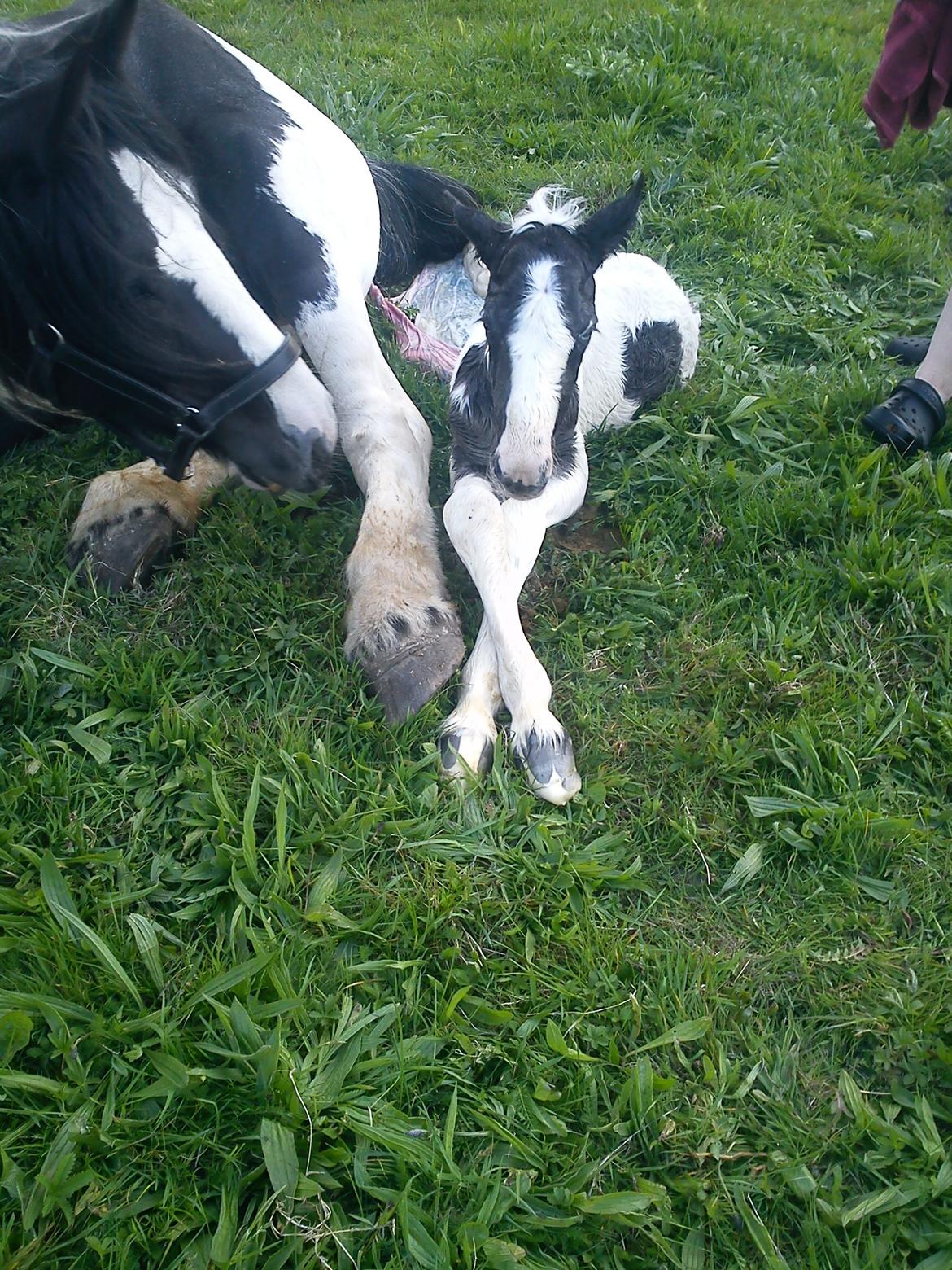 Irish Cob Crossbreed Silas - Silas kommer til verden billede 2