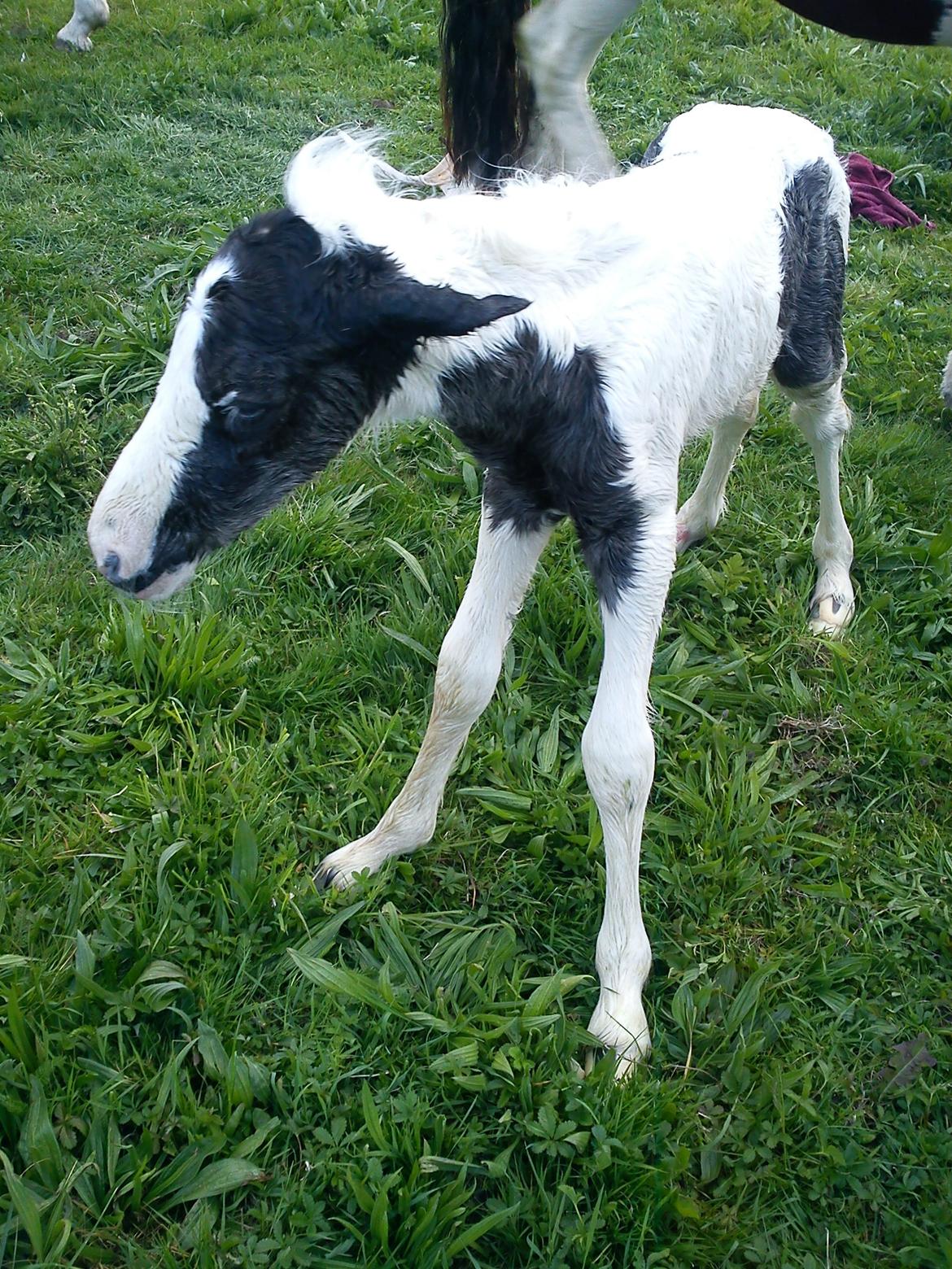 Irish Cob Crossbreed Silas - Silas kommer til verden billede 3