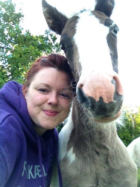 Irish Cob Crossbreed Silas billede 5