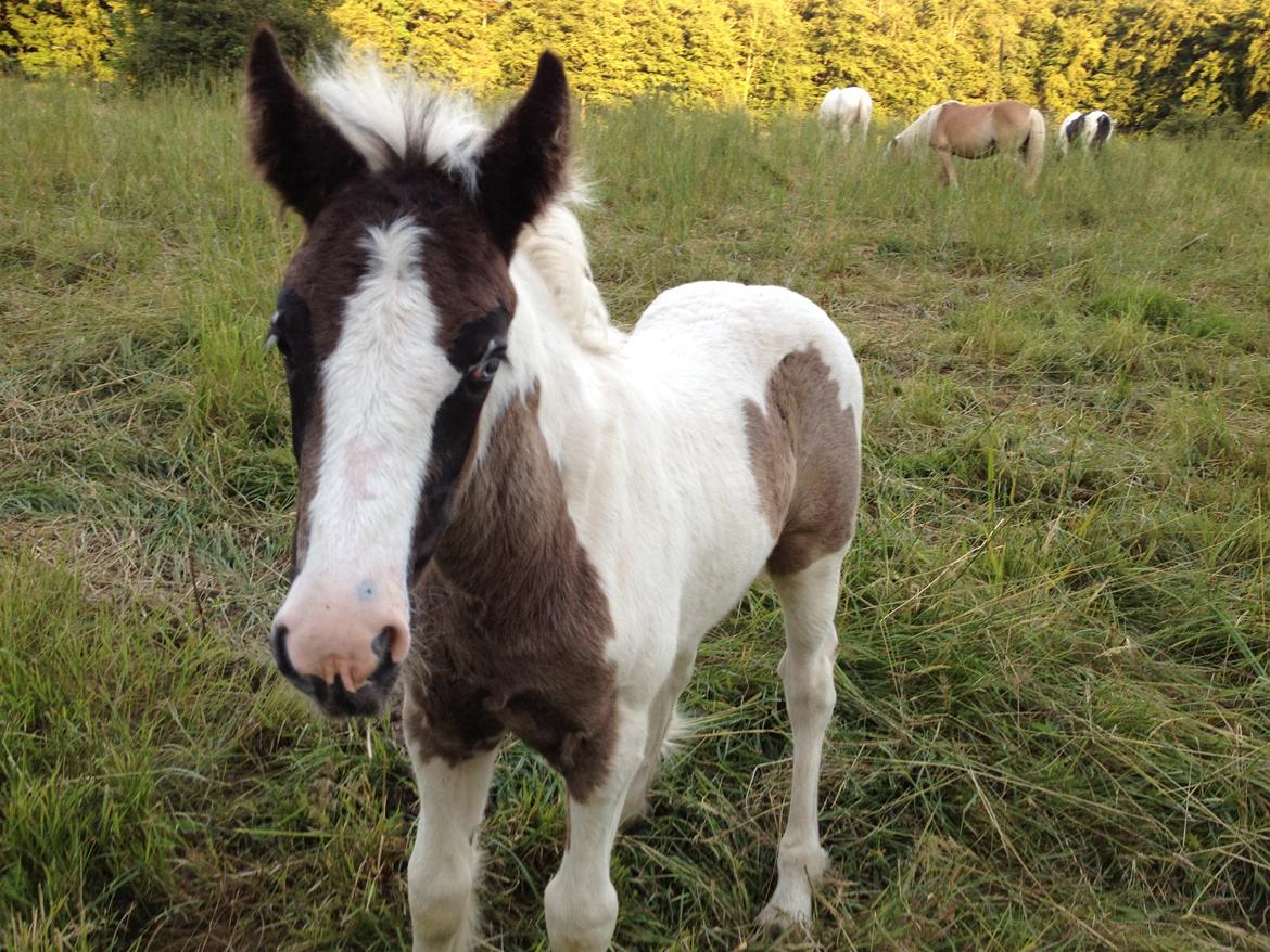 Irish Cob Crossbreed Silas billede 6