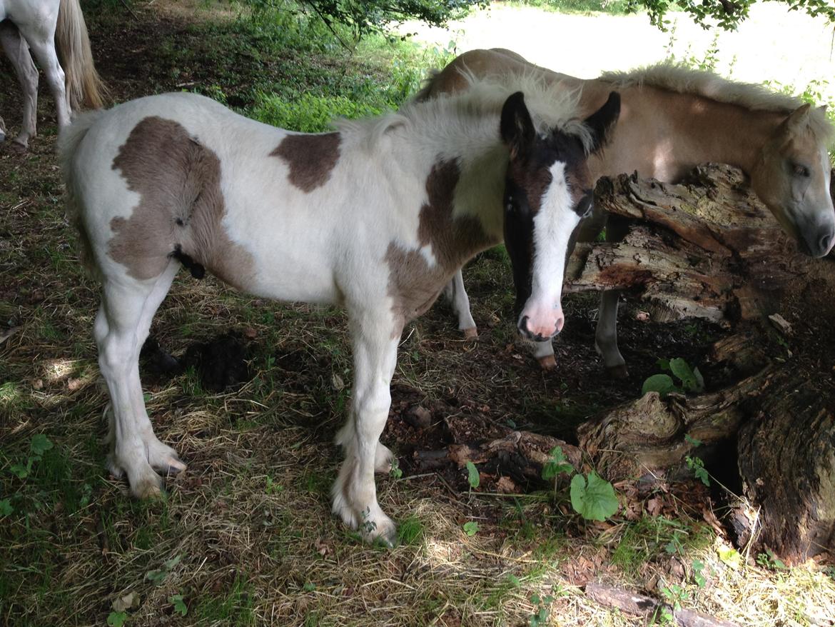 Irish Cob Crossbreed Silas billede 7