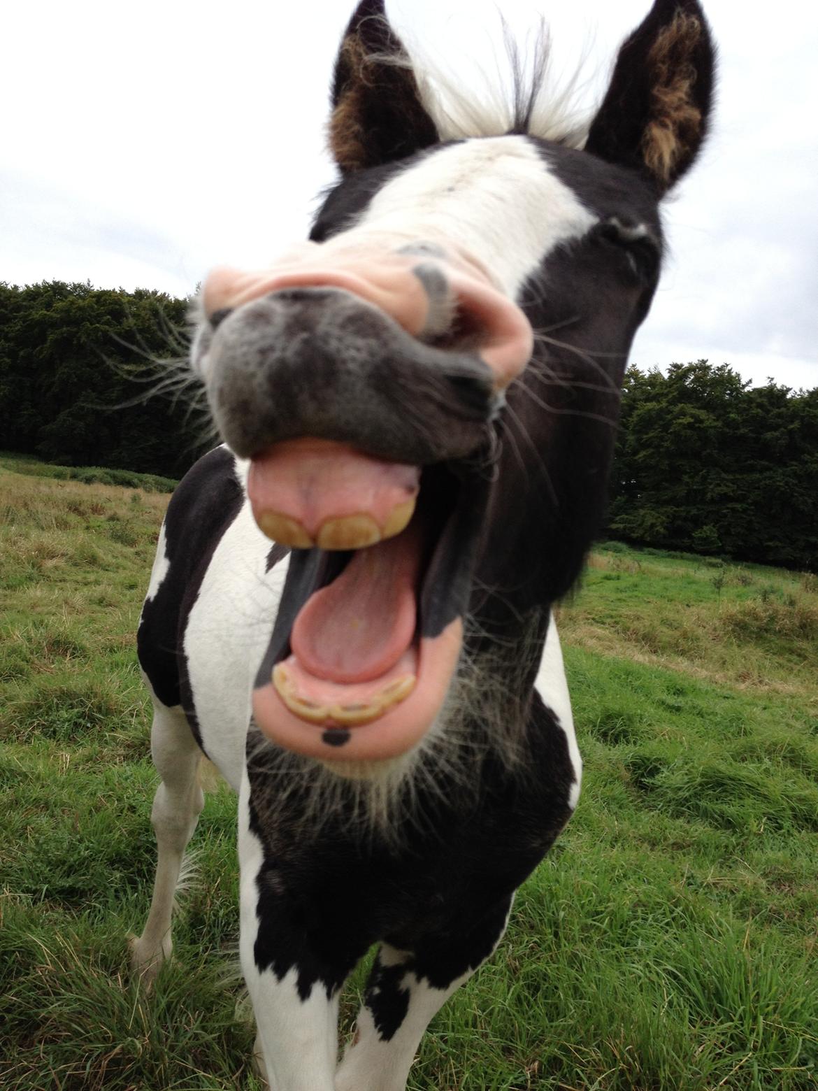 Irish Cob Crossbreed Silas billede 10