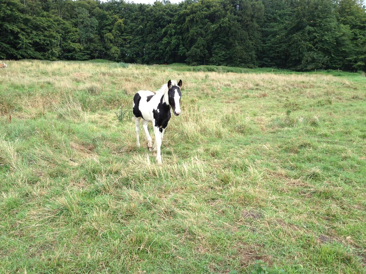 Irish Cob Crossbreed Silas billede 11