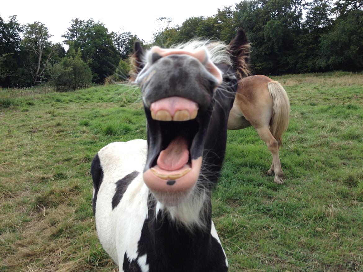 Irish Cob Crossbreed Silas billede 12