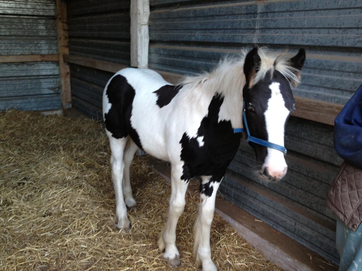 Irish Cob Crossbreed Silas billede 14