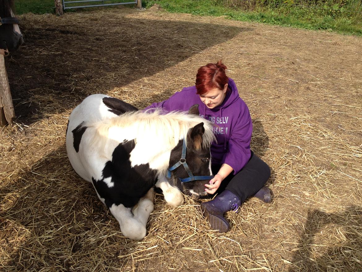 Irish Cob Crossbreed Silas billede 15