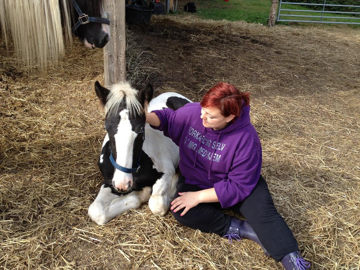 Irish Cob Crossbreed Silas billede 16