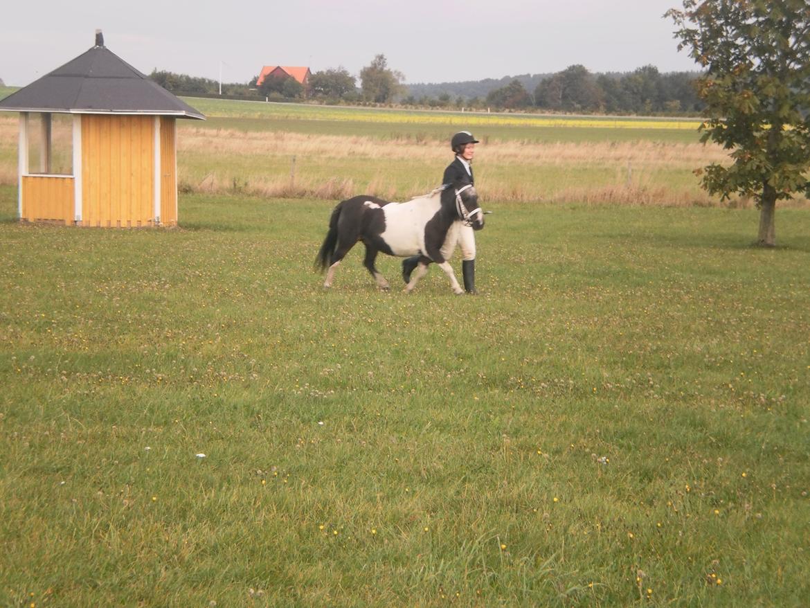 Shetlænder Karoline (Pony) - Pony og mig på banen til stævne i 2012 billede 16