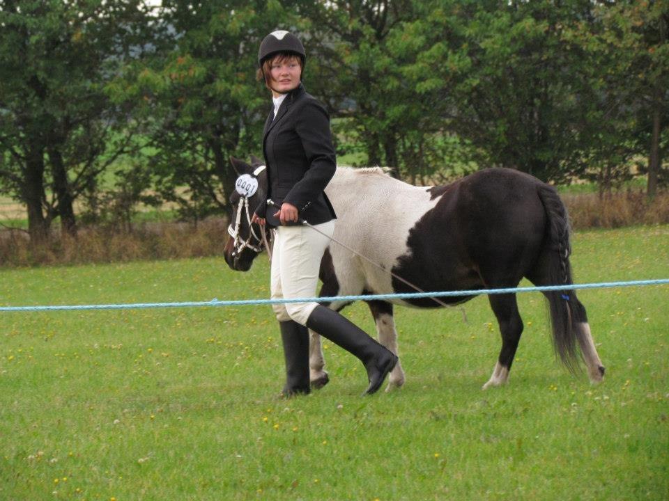 Shetlænder Karoline (Pony) - Opvarmning til mønstring i 2012 :-D billede 15