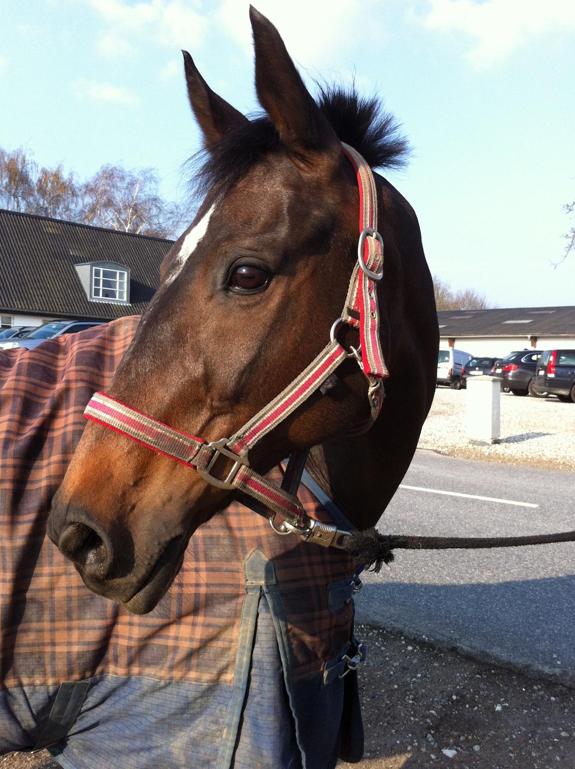 Dansk Varmblod Egges Vendetta - Smukke <3 billede 13