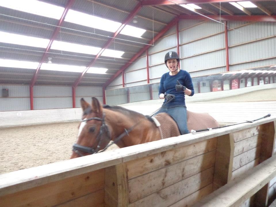 Dansk Varmblod Candor Højvang - Velkommen til Candors profil! Candor er min lille øjesten som betyder al verdens for mig. En helt fantastisk charmetrold billede 1