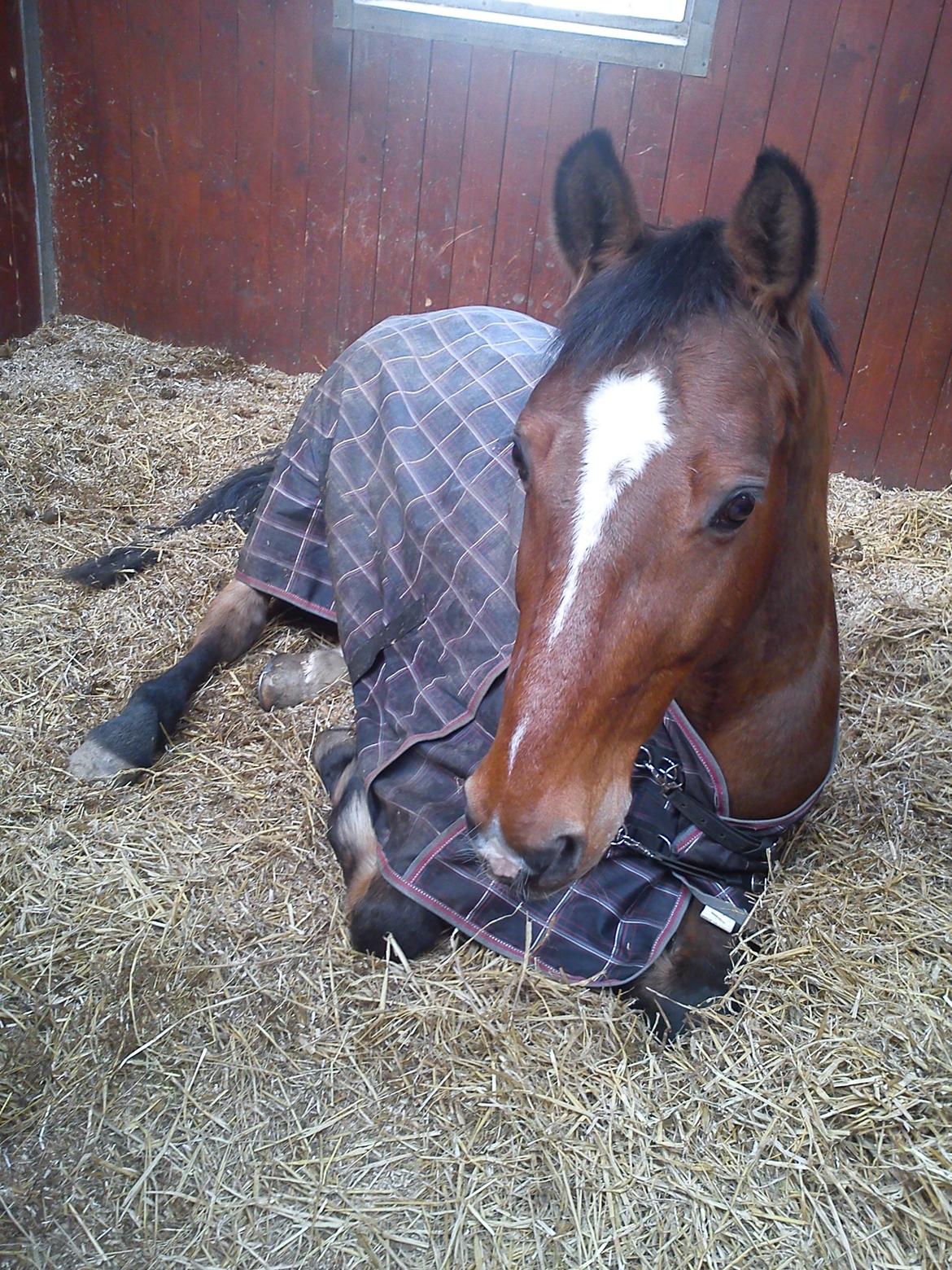 Dansk Varmblod Candor Højvang billede 2