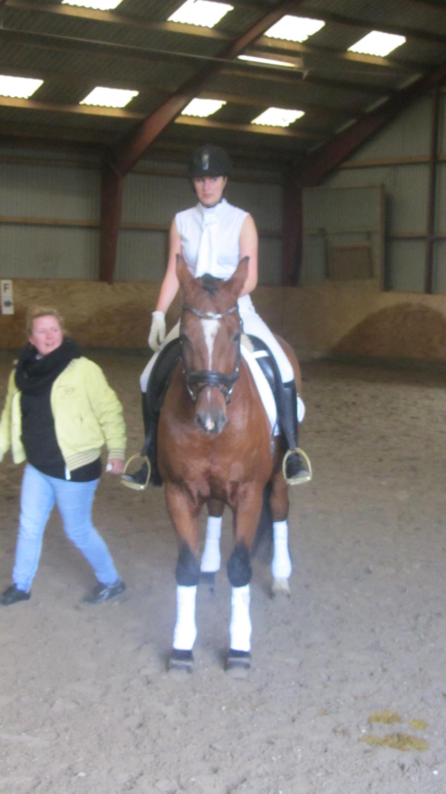 Dansk Varmblod Candor Højvang billede 3