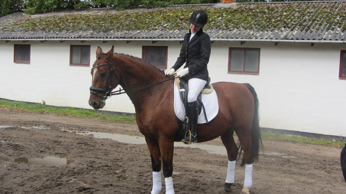 Dansk Varmblod Candor Højvang billede 4