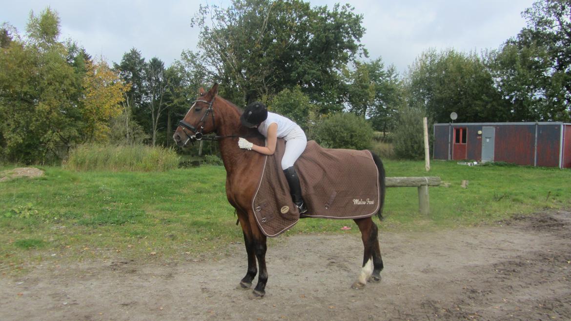 Dansk Varmblod Candor Højvang billede 5