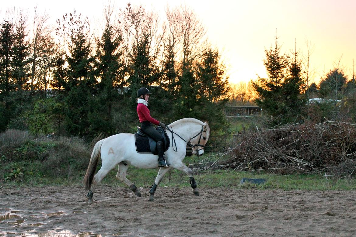 Fjordhest Atlet Bjergby - Træning - November 2012 <3 billede 23