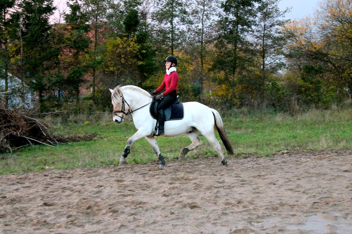Fjordhest Atlet Bjergby - Træning - November 2012 billede 6
