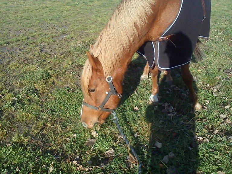Anden særlig race maybe baby (låne pony) - første gang i hallen med mig <3 billede 3