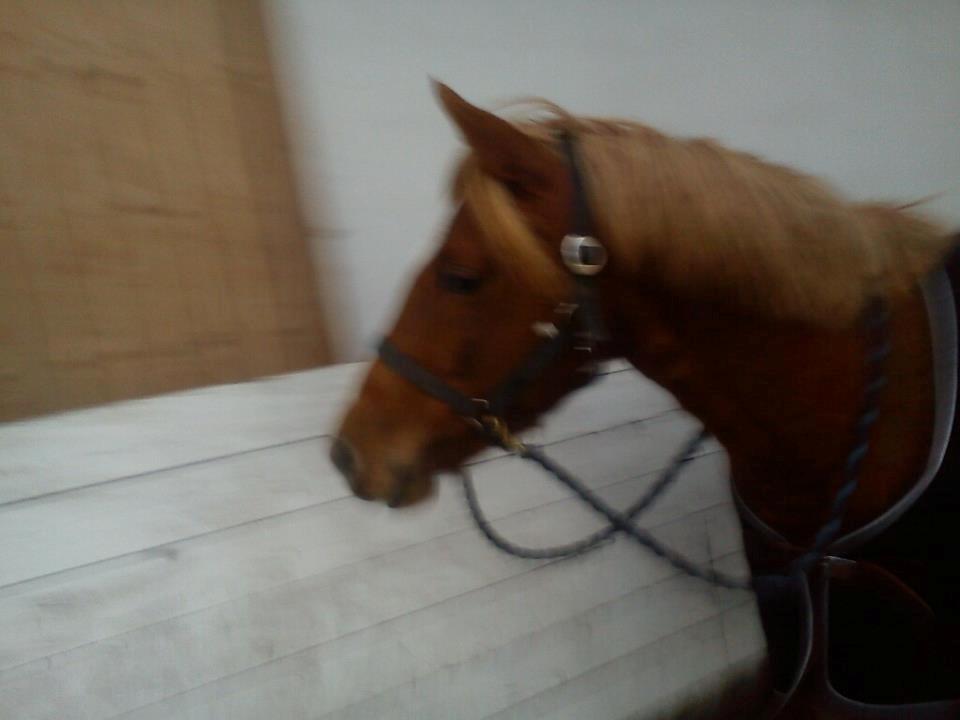 Anden særlig race maybe baby (låne pony) - første gang i hallen med mig <3 billede 4