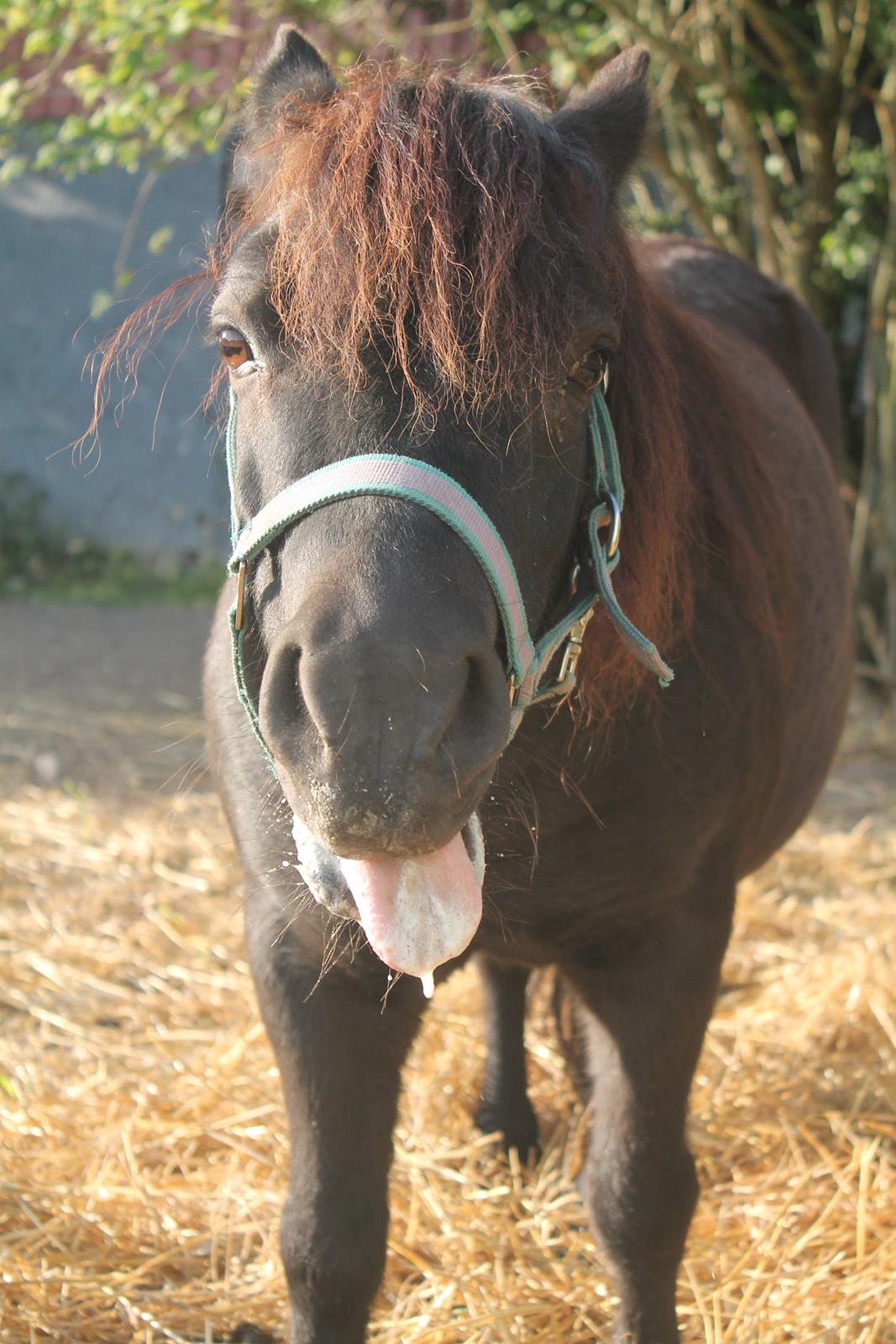 Shetlænder - Nico billede 11