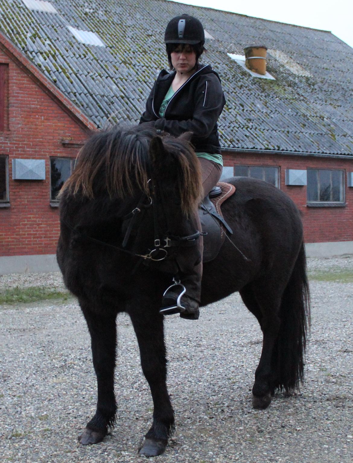 Islænder Ösp frá Ey I - 16-11-2012 vores første ridetur på dansk jord <3 billede 17