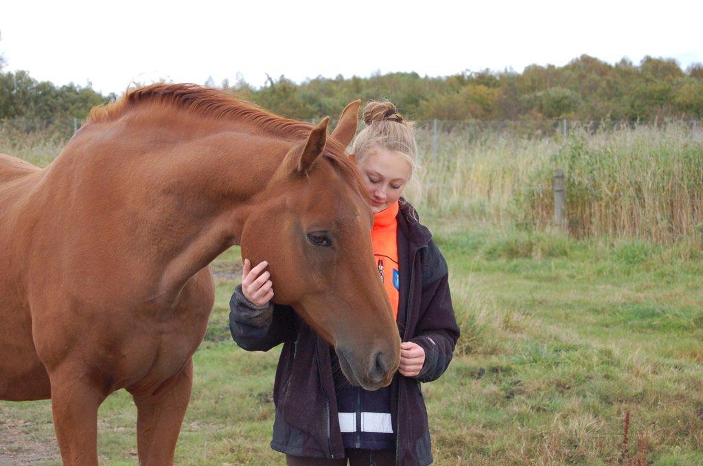 Dansk Varmblod No rain to day Frede - Jeg savner dig frede <3 Sidste gang jeg så ham inden han blev hentet...  billede 1