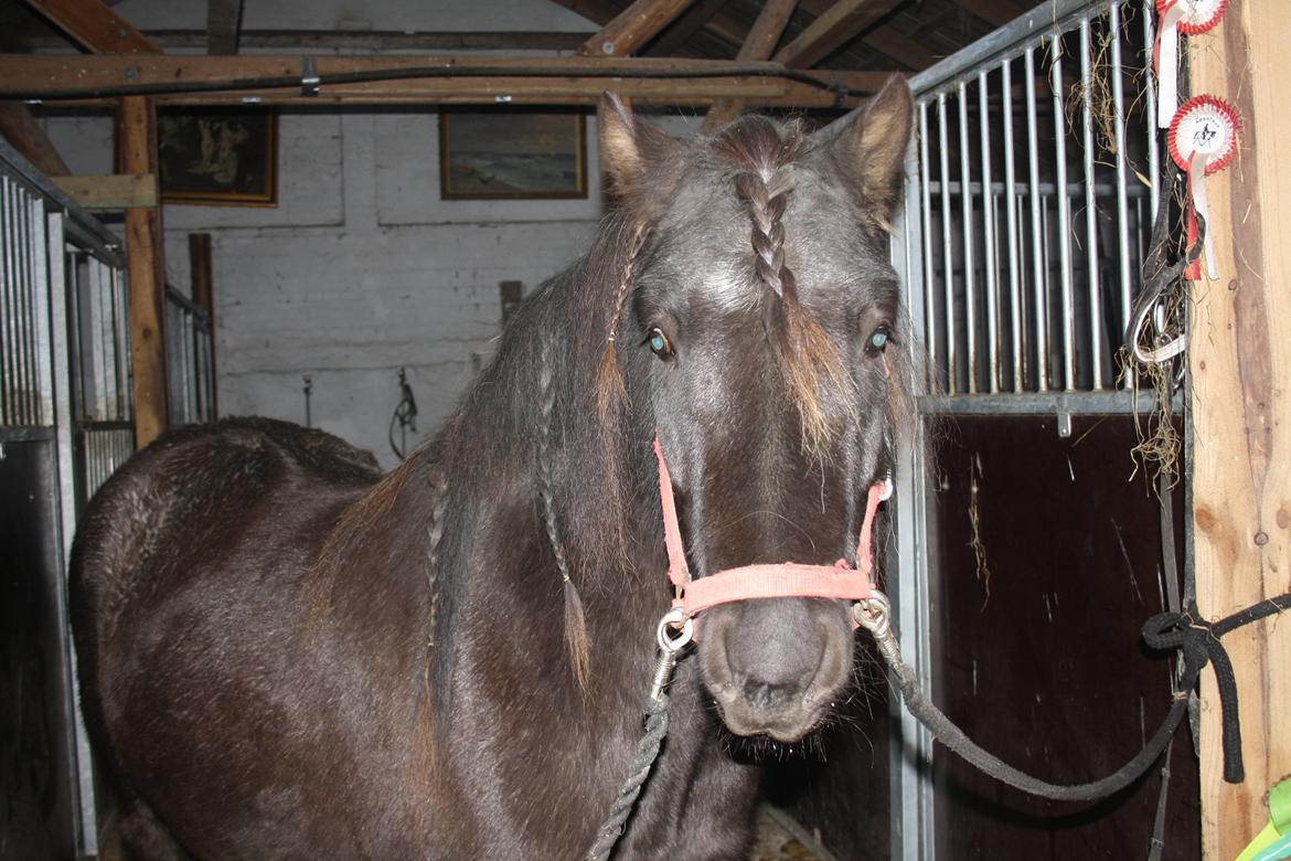 Islænder Thor (Mussi) billede 19