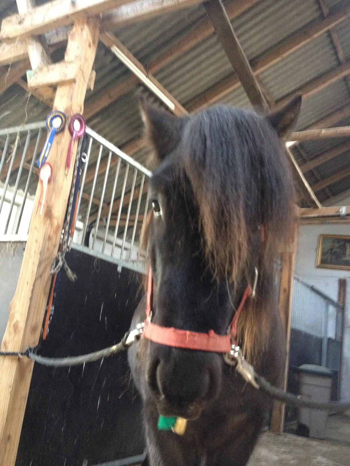 Islænder Thor (Mussi) - Nu skal du strigles Mette :P  billede 8