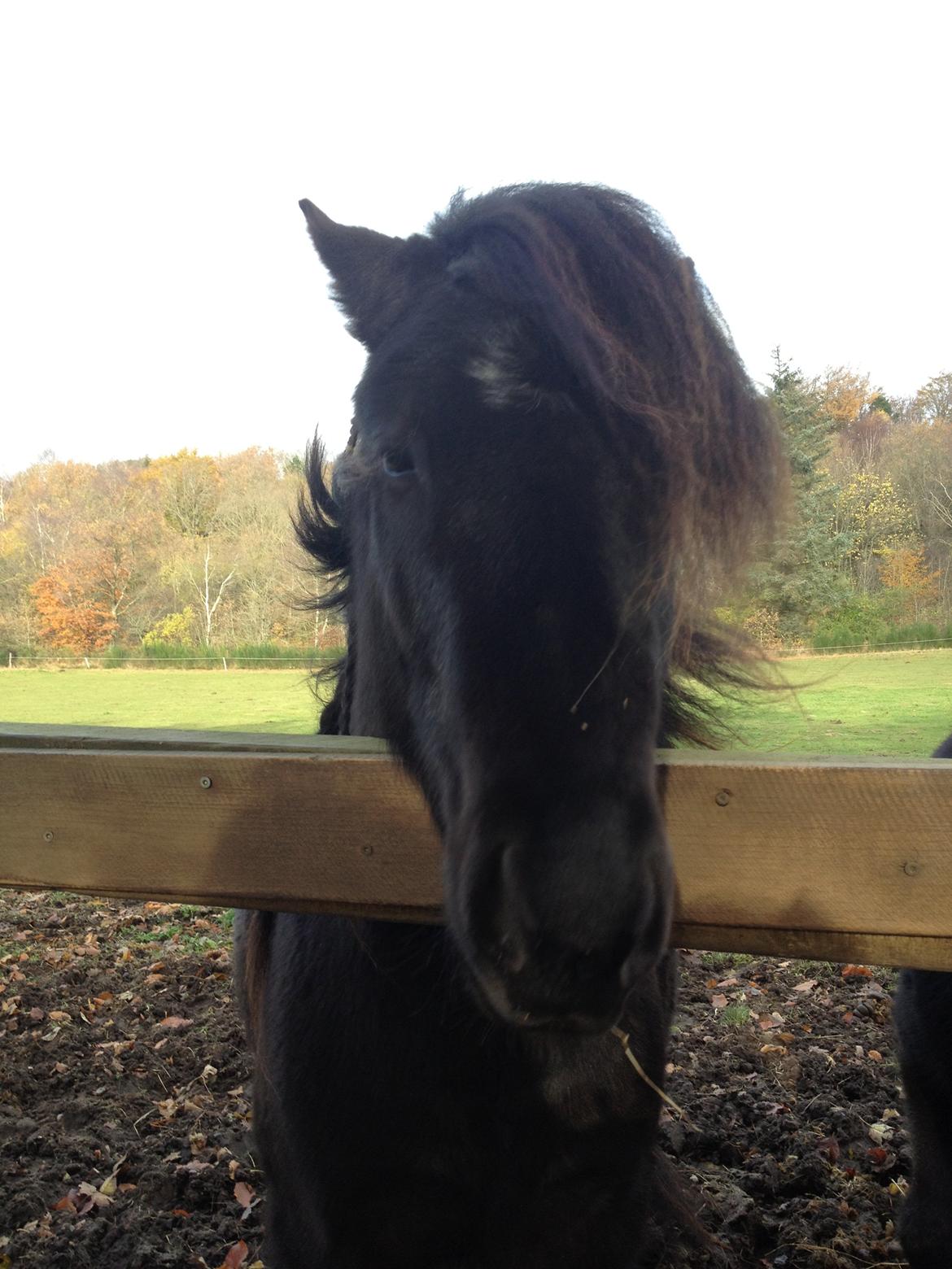 Islænder Thor (Mussi) - Thor når han er træt :`)  billede 12