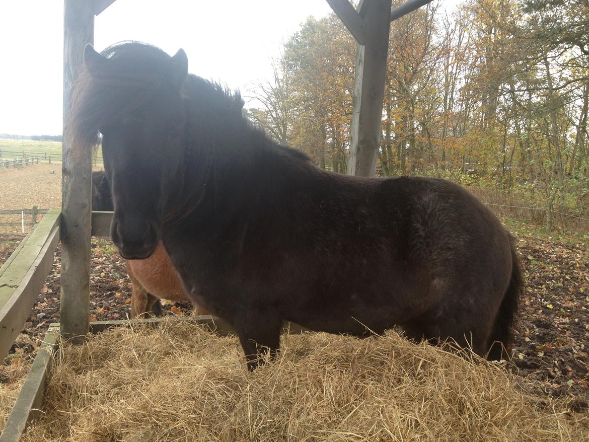 Islænder Thor (Mussi) - Jeg havde placerert mig oppe i deres "halm holder" da jeg snakkede i telefon, og der var læ der, pludselig stod der en Thor bag mig, han var simplthen bare lige kravlet op til mig. tossede pony... :)  billede 13