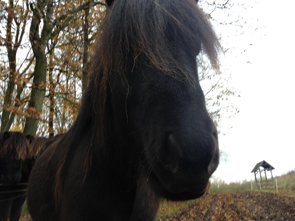 Islænder Thor (Mussi) billede 7