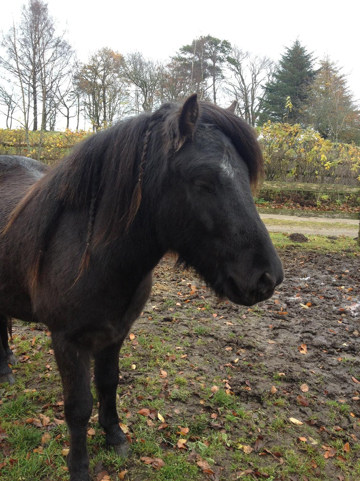 Islænder Thor (Mussi) - Når han nyder livet :)  billede 3