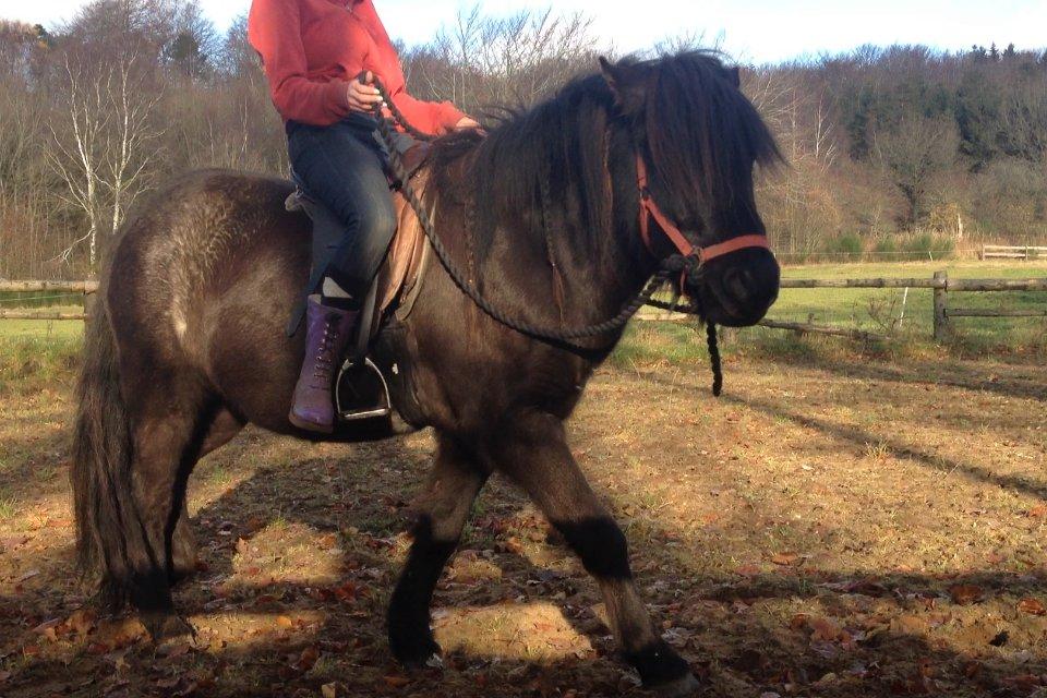 Islænder Thor (Mussi) - Første gang med rytter. 
Mig og Thor. billede 5