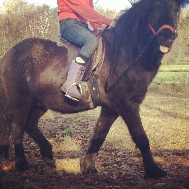 Islænder Thor (Mussi) - Så tossede.. 
Første gang med rytter. 
Mig og Thor. billede 11