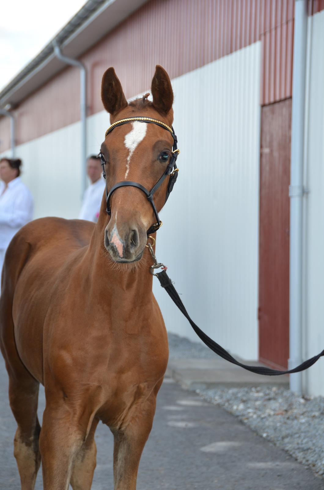 Dansk Varmblod Lykke Domello - Følskue billede 1