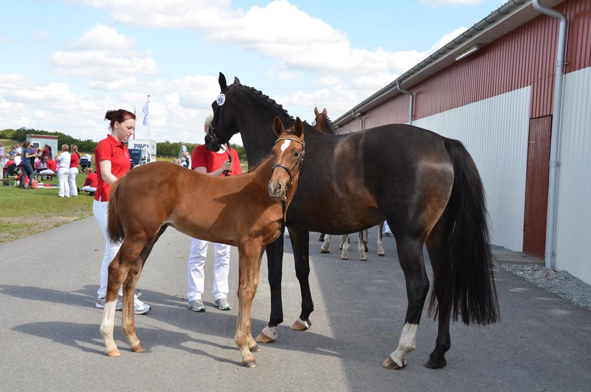 Dansk Varmblod Lykke Domello - Følskue billede 2